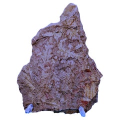 Spécimen de fougère arborescente naturelle Mariopteris Specimen de plus de 300 millions d'années
