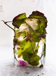 Flora 16, 2015 - Édition limitée Giclee