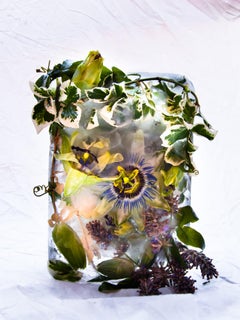 Flora 34, 2015 - Giclée-Druck in limitierter Auflage