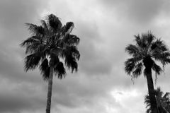 'Day 13 Palms, ' Archival pigment print, Photography