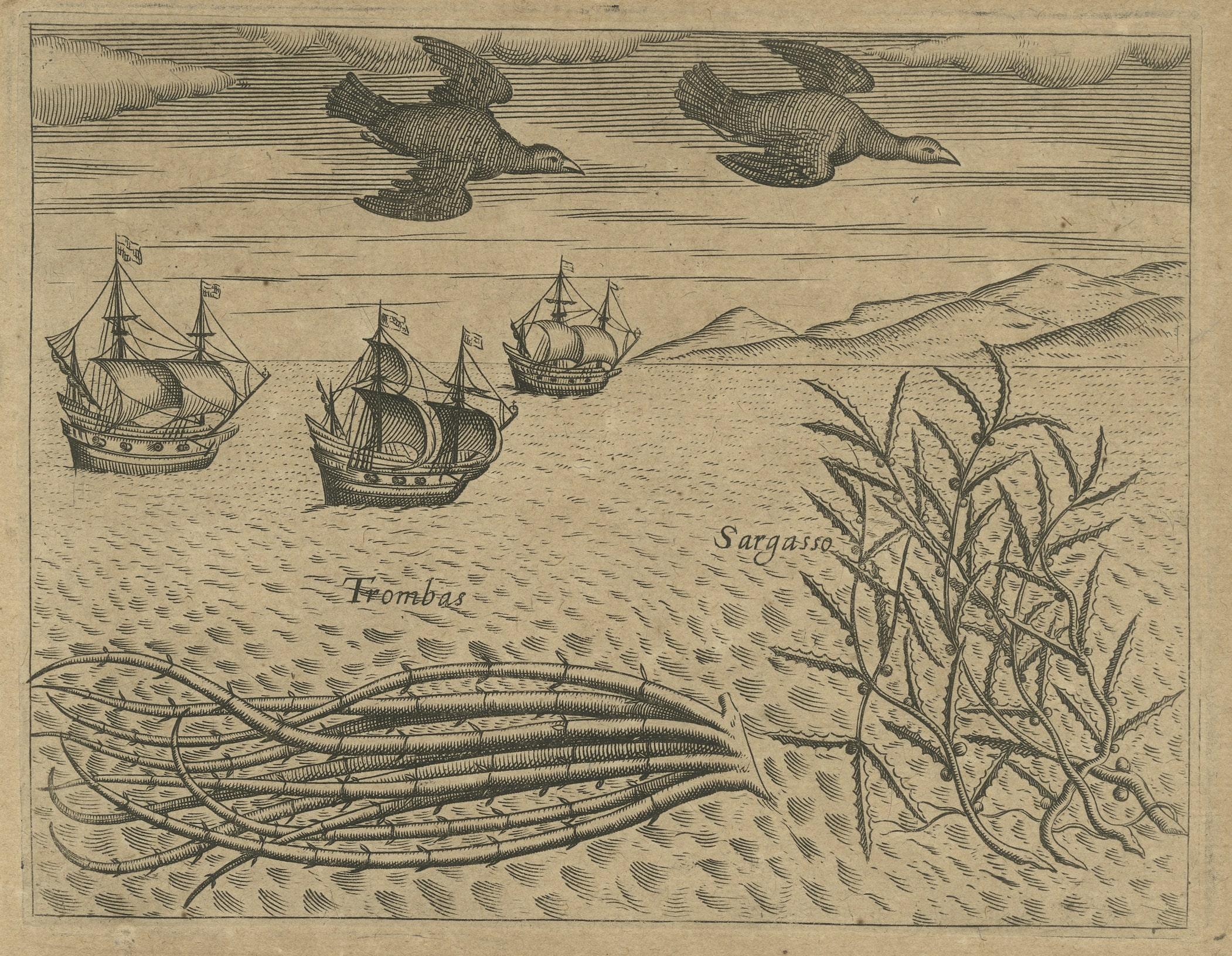17th Century Maritime Life and Flora: Antique Engravings by De Bry, 1601 For Sale
