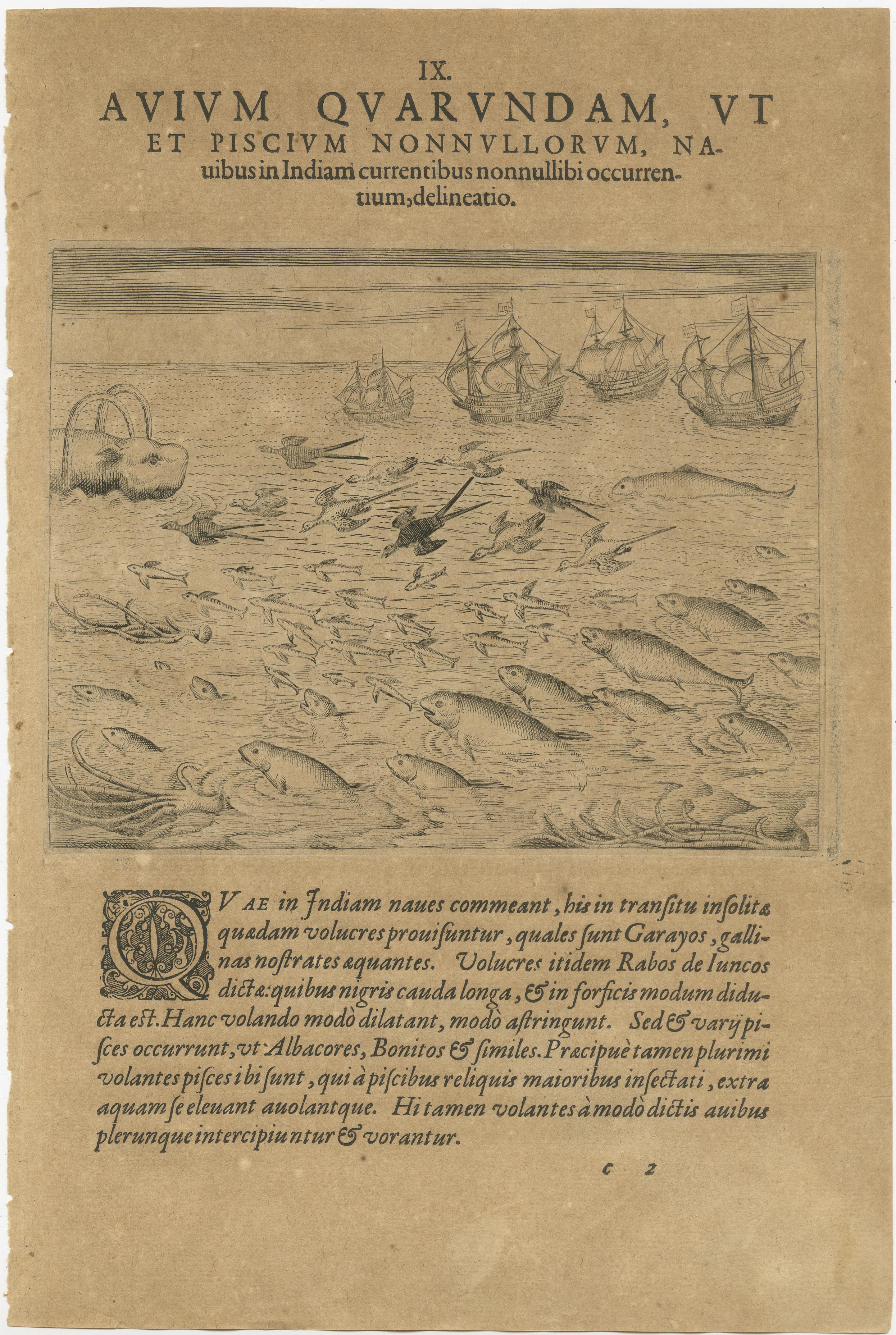 Maritime Life and Flora: Antique Engravings by De Bry, 1601 For Sale 1