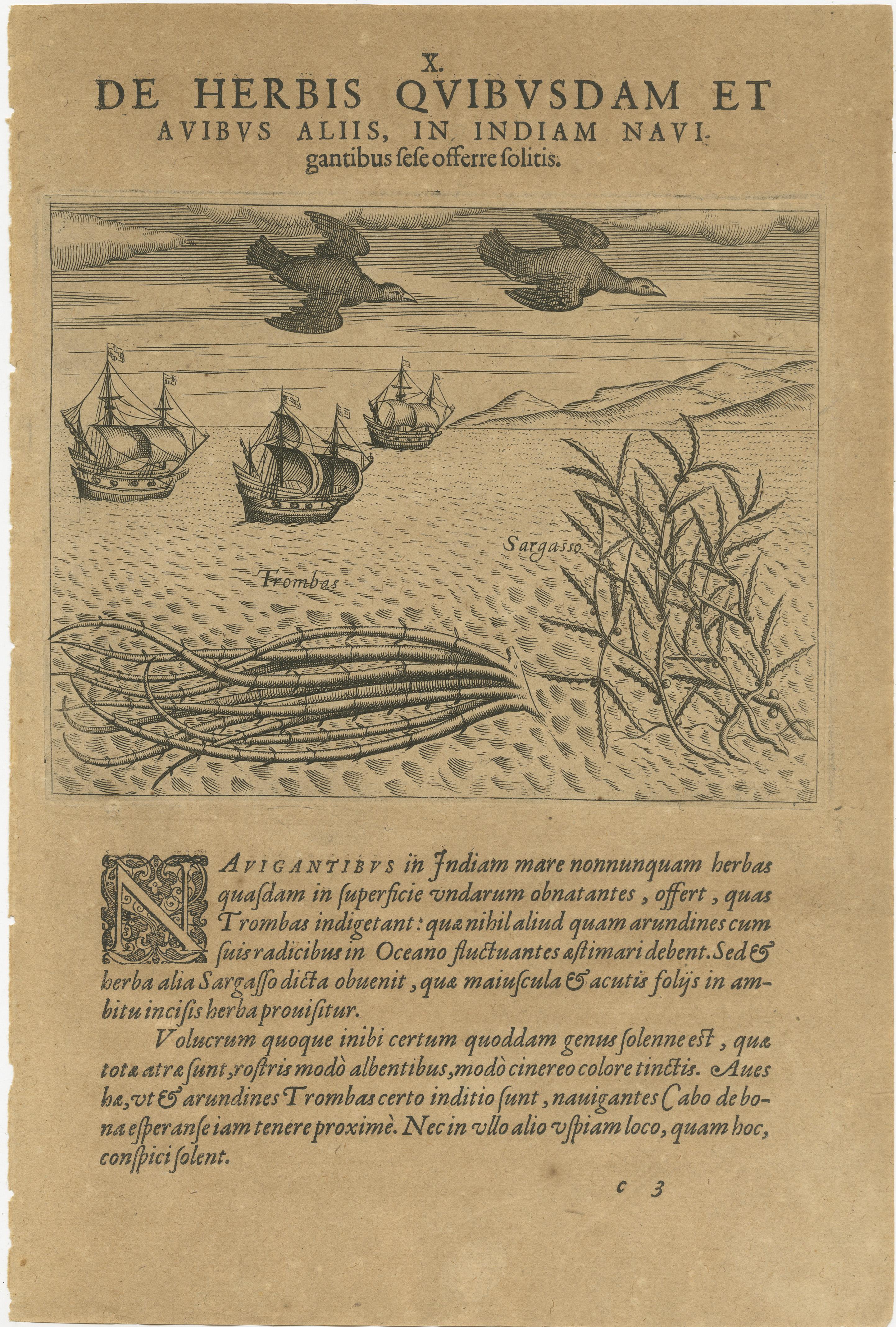 Maritime Life and Flora: Antique Engravings by De Bry, 1601 For Sale 2