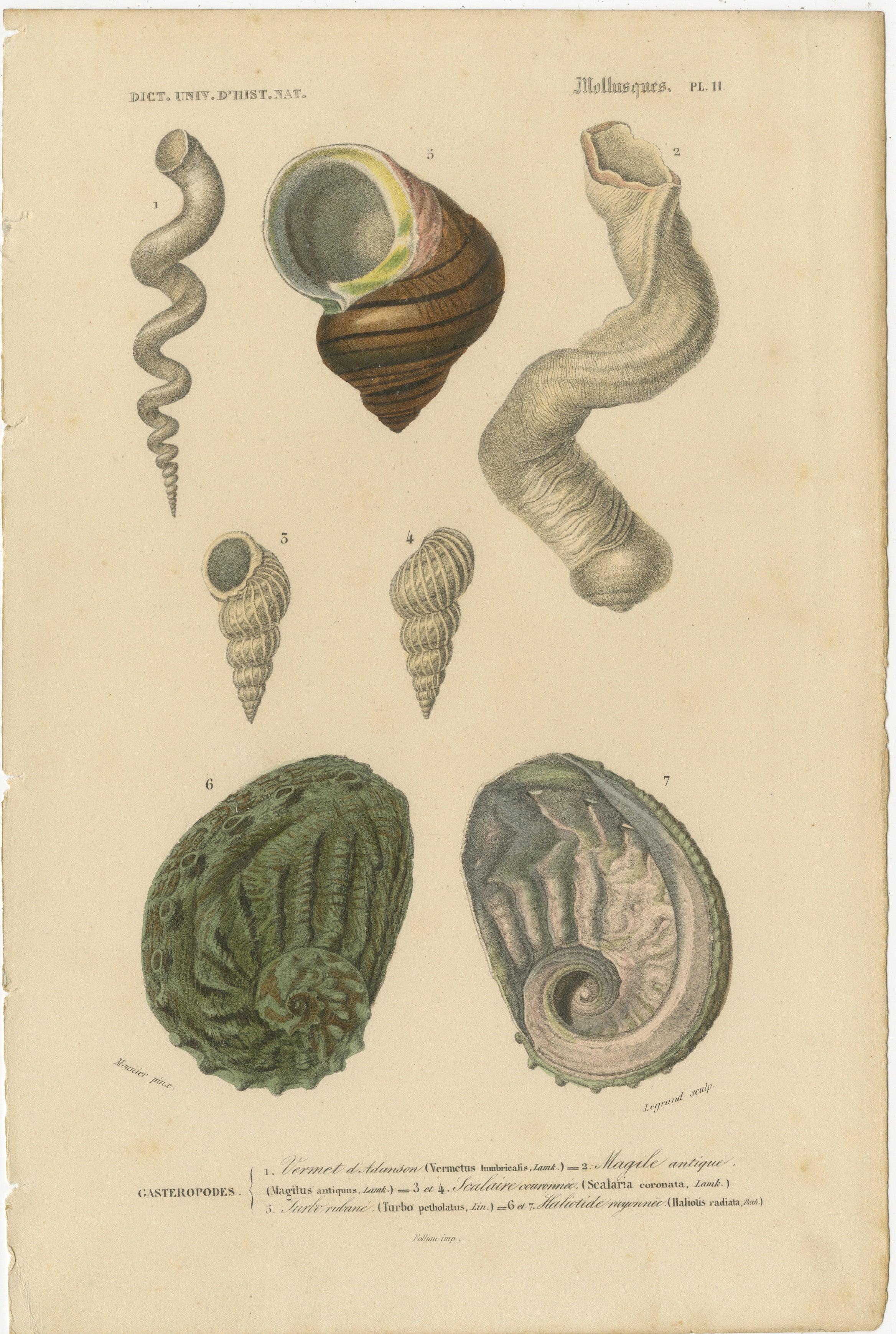 This collage presents a curated anthology of mollusk illustrations, emphasizing the elegance of their spiral forms—a hallmark of marine gastropods. Each image, a hand-colored engraving from the 