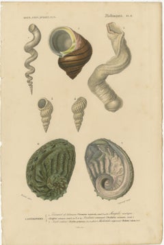 Maritime Spiral Elegance: A Mollusk Anthology, 1849