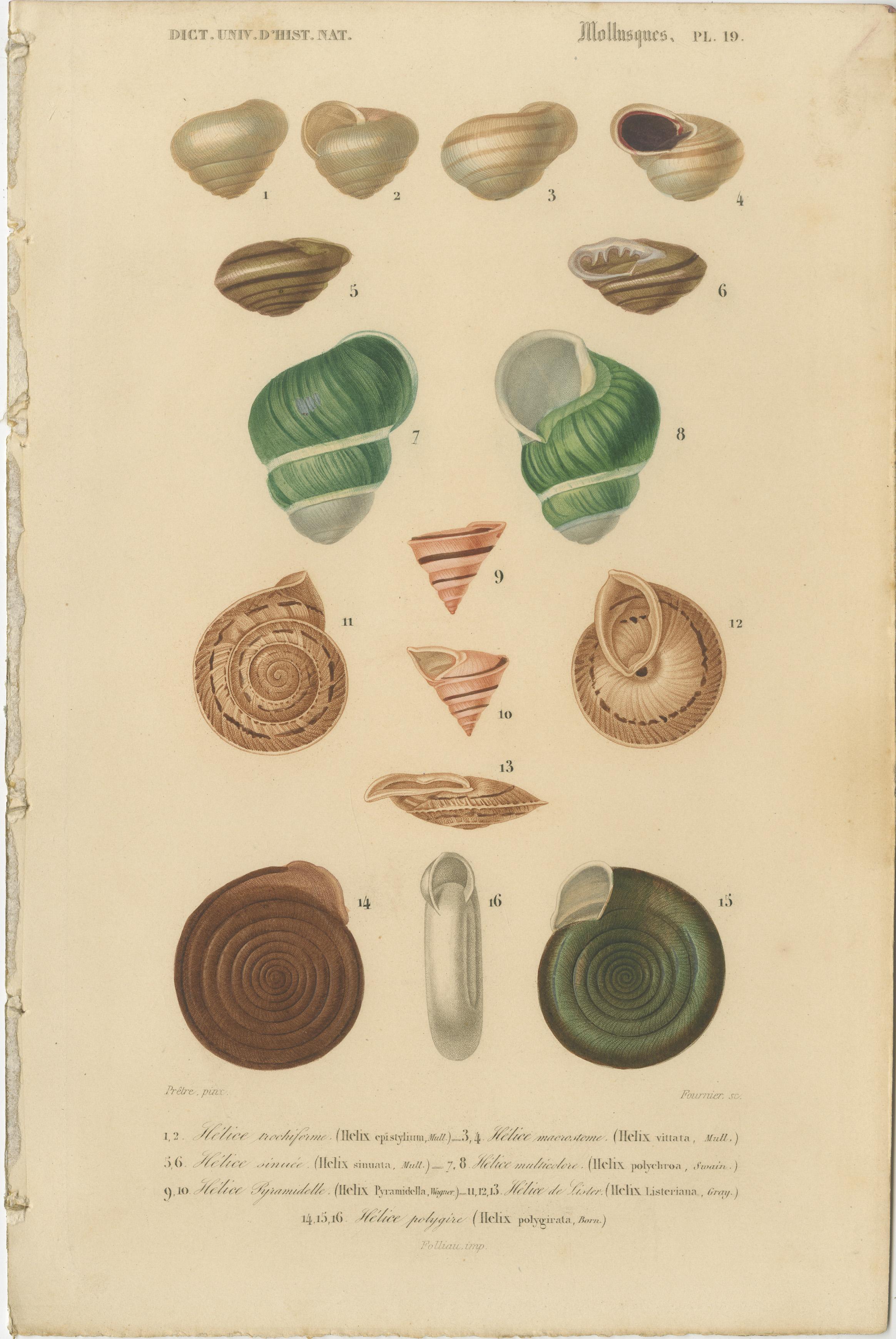 Maritime Spiral Elegance: A Mollusk Anthology, 1849 In Good Condition For Sale In Langweer, NL