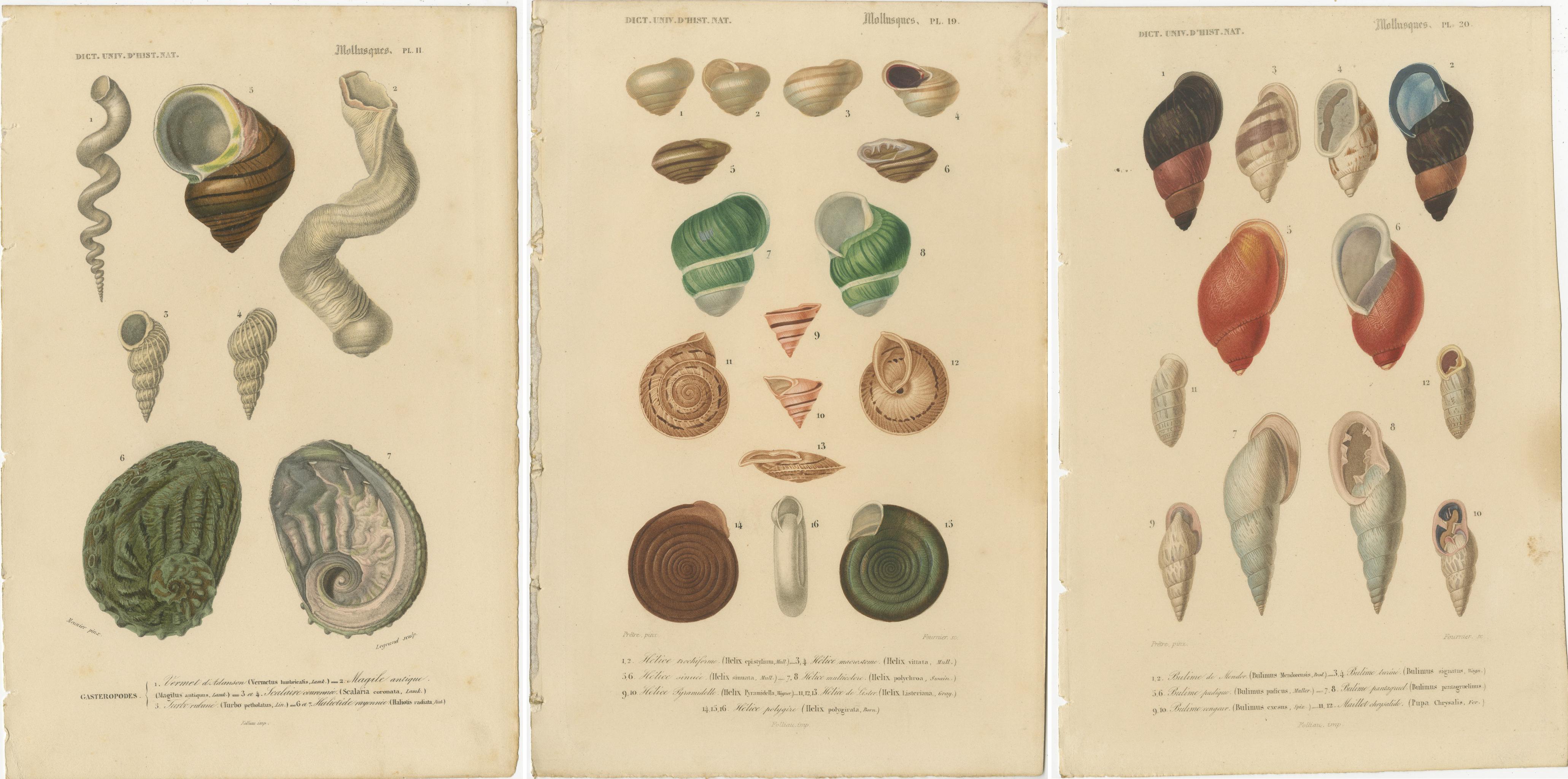 Paper Maritime Spiral Elegance: A Mollusk Anthology, 1849 For Sale