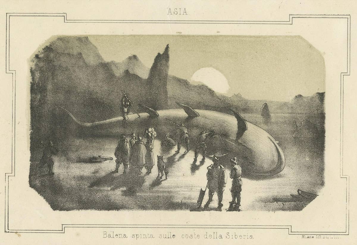 Maritime Wonders: Beached Leviathans of the 19th Century in Siberia, circa 1850