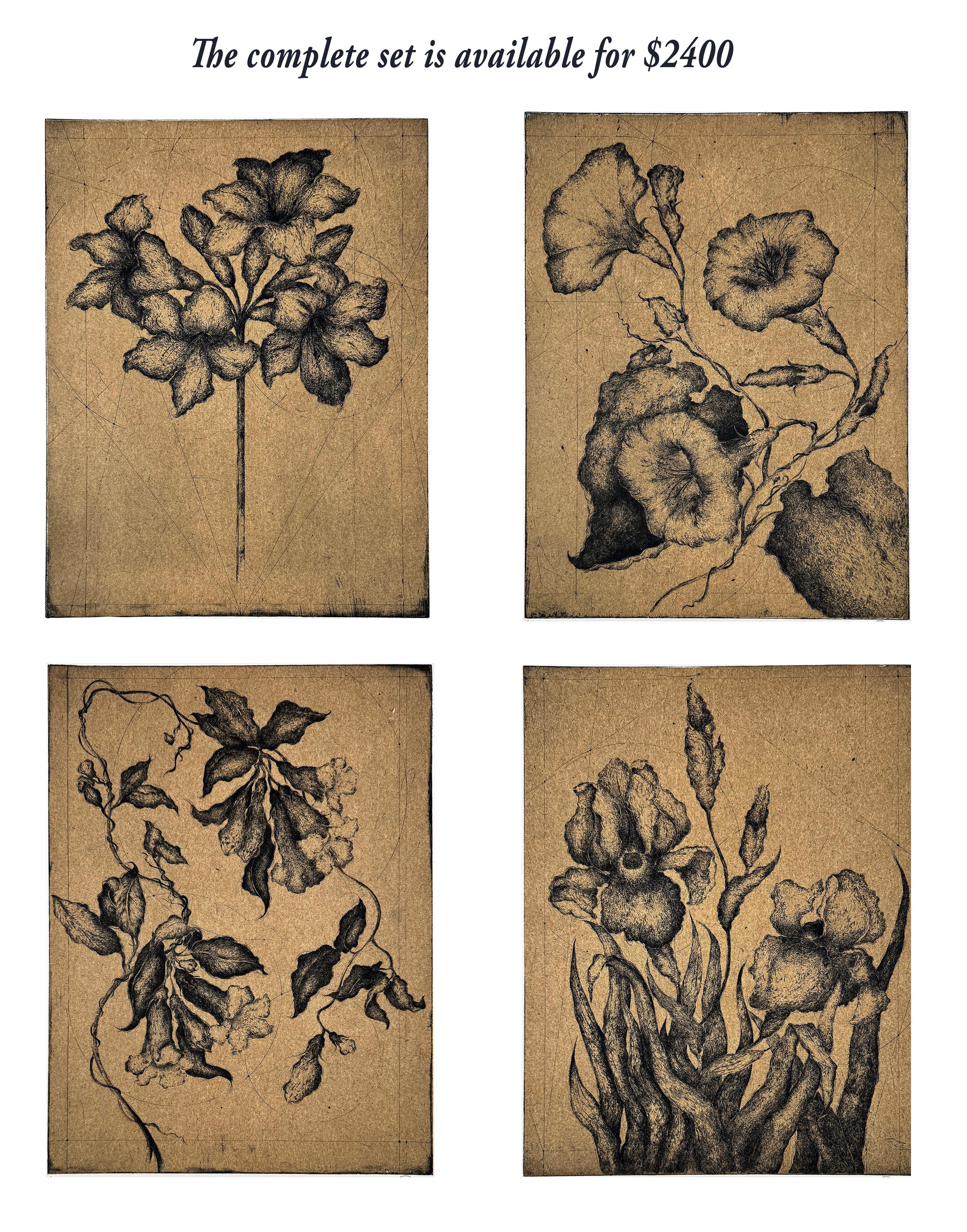 Fleurs #1 - Ipomée (patate douce), une de 4  fleurs de Marjan Seyedin en vente 5