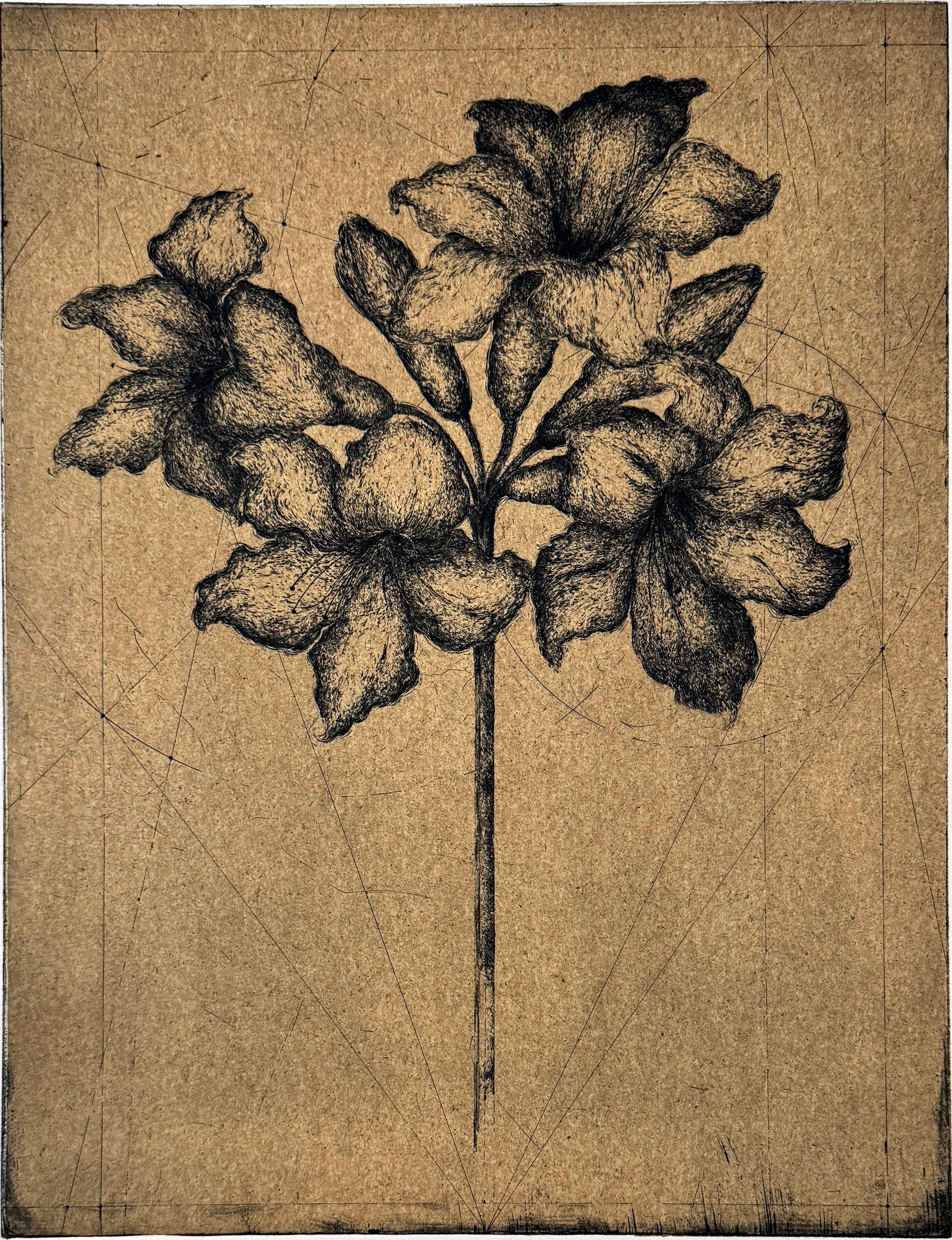 This Amaryllis is one of a series of classically beautiful renderings of flowers by Franco-Iranian artist Marjan Seyedin.   Marjan has a contemporary and poetic reinterpretation of classical engraving techniques, mostly etching, aquatint and