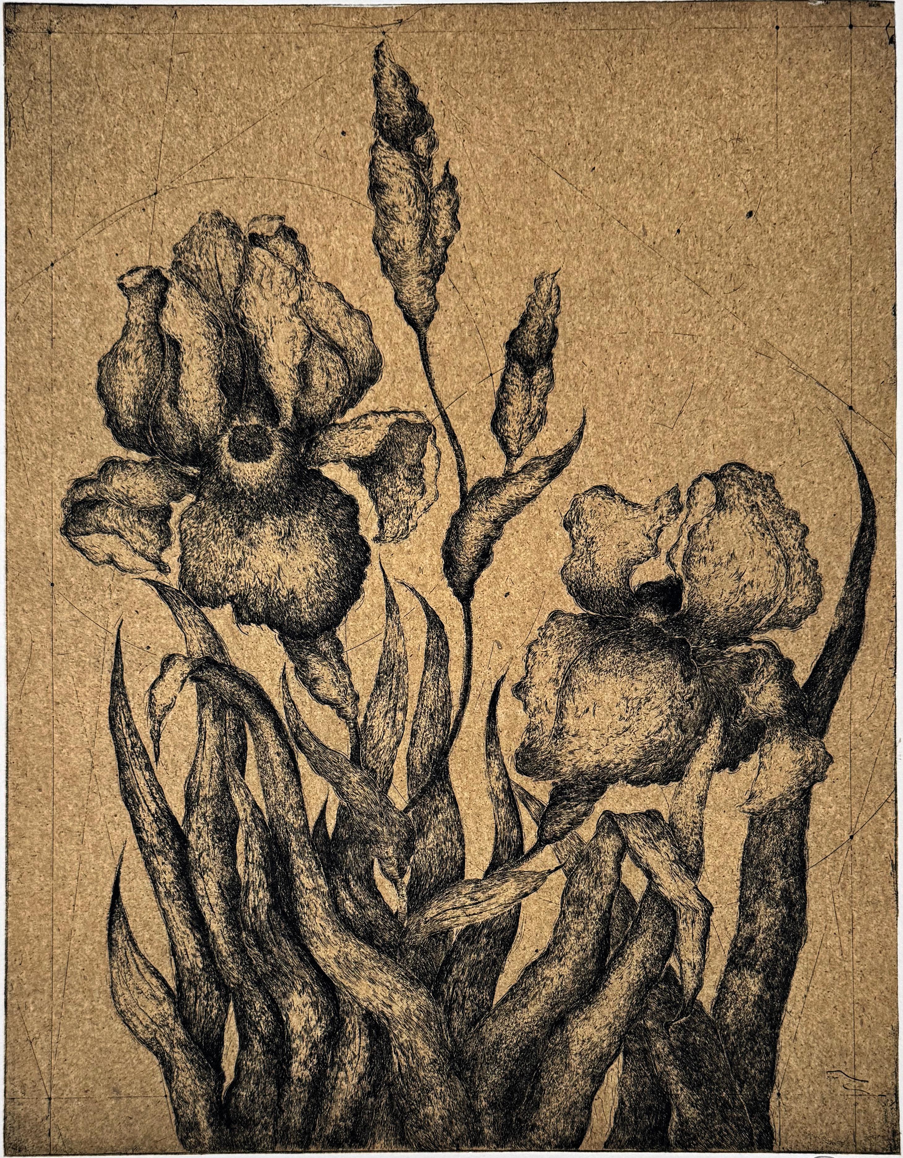 L'une des séries de fleurs d'une beauté classique de l'artiste franco-iranienne Marjan Seyedin.   Marjan a une réinterprétation contemporaine et poétique des techniques classiques de gravure, principalement l'eau-forte, l'aquatinte et la pointe