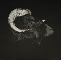 Tête de Bélier, gravure du mouton à grandes cornes par Marjan Seyedin