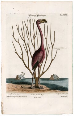 Flamingo Engraving