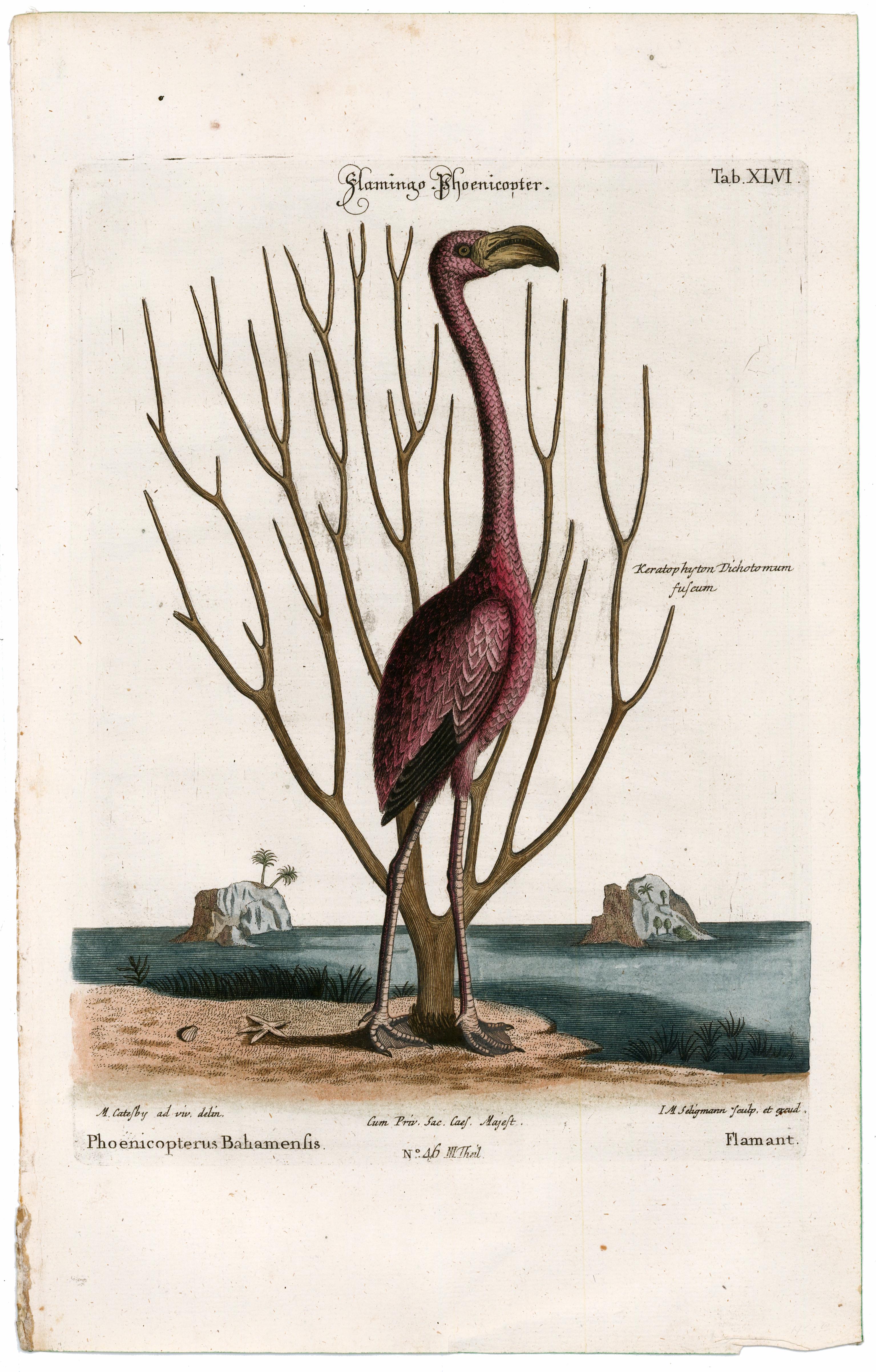 Original engraving, hand-colored at publication,  after the work of Mark Catesby by Johann Michael Seligmann from 