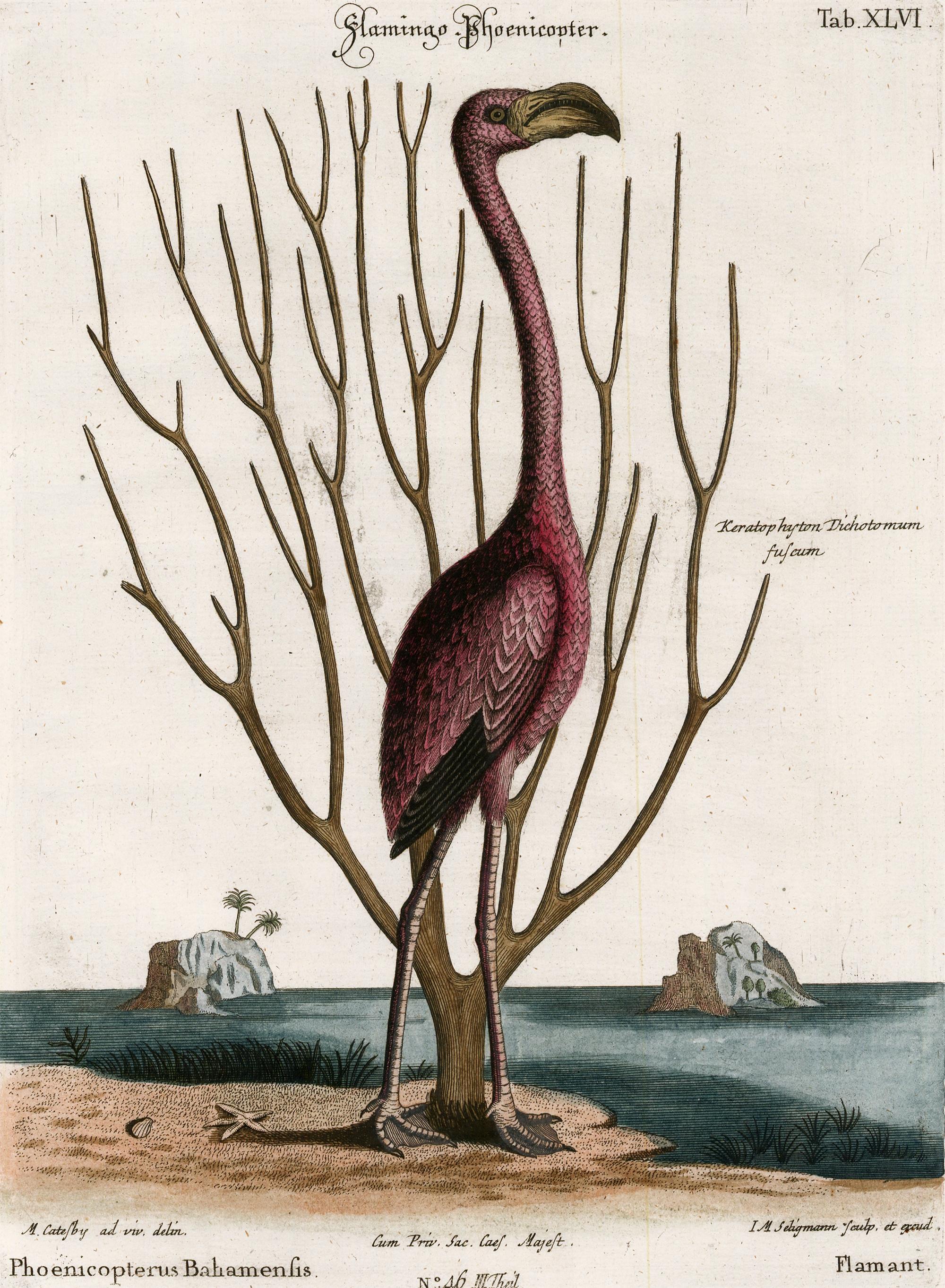 Mark Catesby (after) Animal Print – Flamingo-Gravur