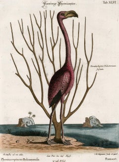 Antique Flamingo Engraving