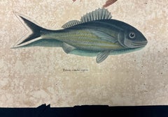 Mark Catesby Engraving, "Coney Fish and Cottonwick"