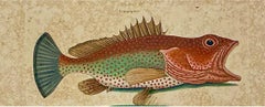 Mark Catesby Engraving, "Red Hind and Skipjack Tuna"