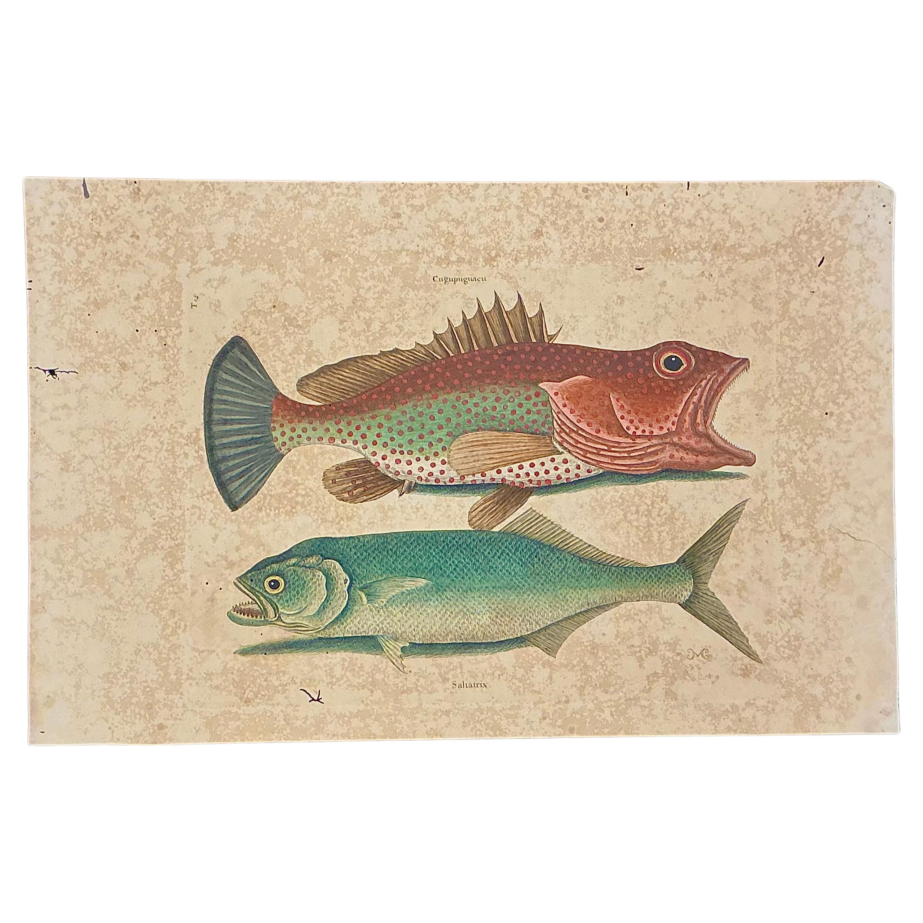 Mark Catesby Engraving, "Red Hind and Skipjack Tuna" For Sale