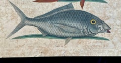 Mark Catesby Engraving, "The Hogfish and The Shad"