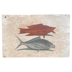 Mark Catesby Engraving, "The Hogfish and The Shad" Mark Catesby Engraving, "The Hogfish and The Shad"