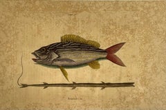 Mark Catesby Engraving, "The Lane-Snapper and The Tobaccopipe Fish"