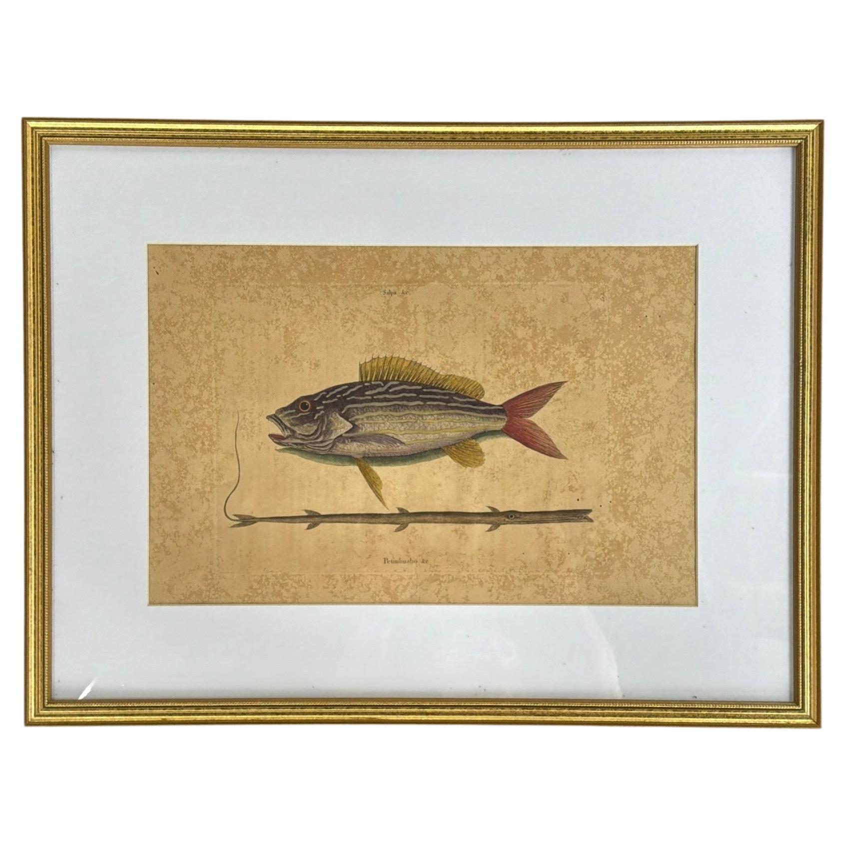 Antique Print of the Yellow Skulpin Fish by J. Couch, circa 1870