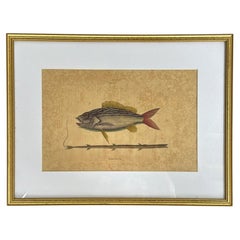 Mark Catesby Engraving, "The Lane-Snapper and The Tobaccopipe Fish"
