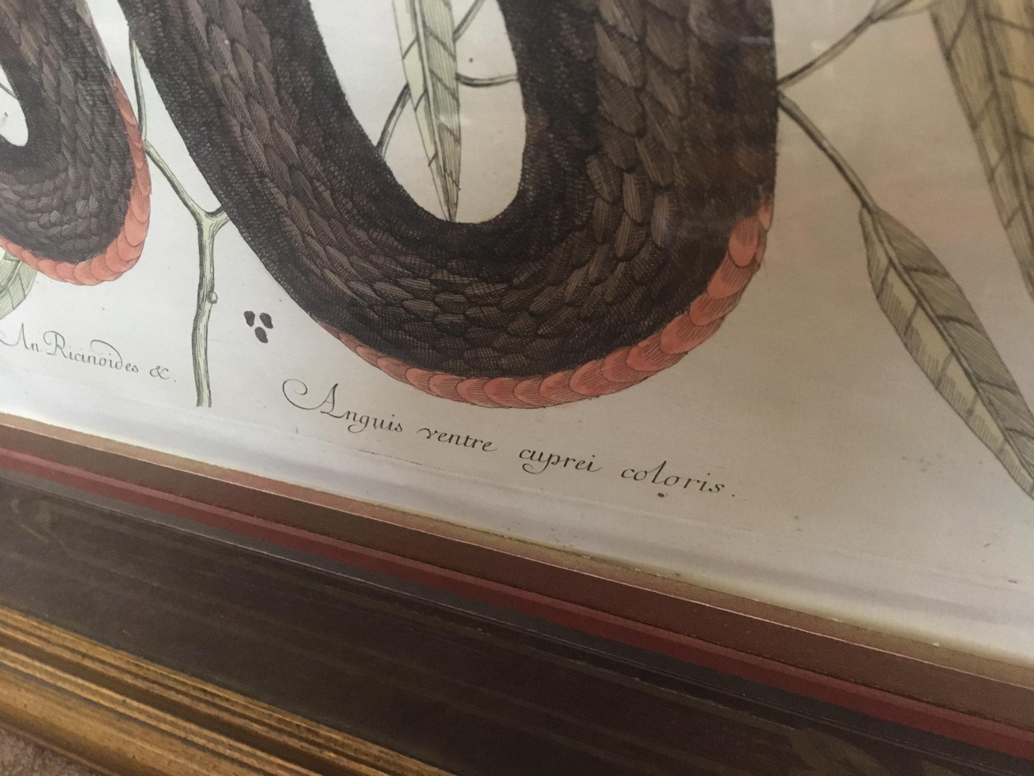Mark Catesby Framed Etching 1754, Vol. 2 Pl. 46, The Copper-bellied Snake For Sale 2