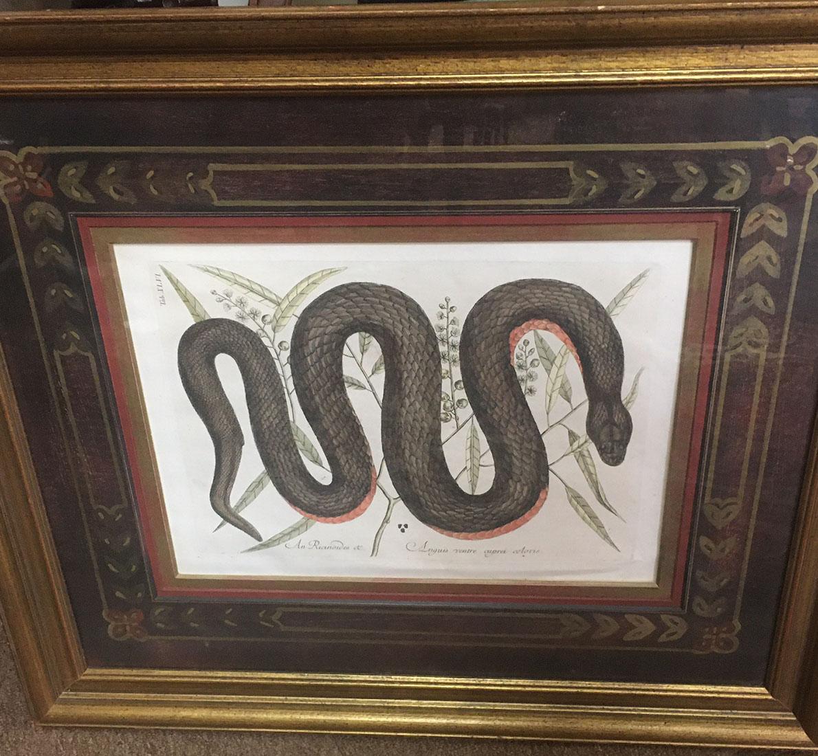 Mark Catesby Framed Etching 1754, Vol. 2 Pl. 46, The Copper-bellied Snake For Sale 3
