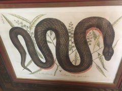 Mark Catesby Gerahmte Radierung 1754, Vol. 2 Pl. 46, Die kupferbesetzte Schlange