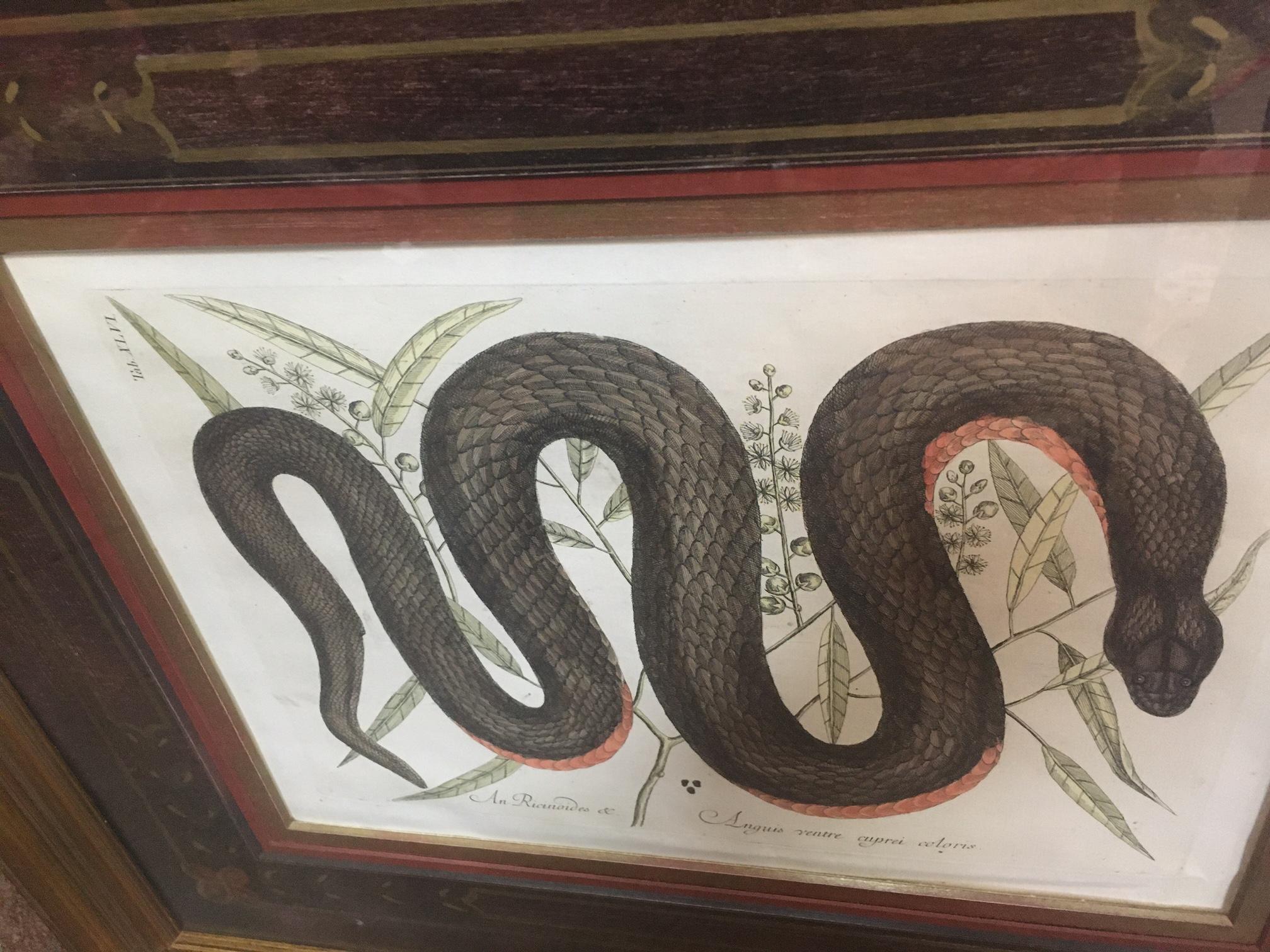 Other Mark Catesby Framed Etching 1754, Vol. 2 Pl. 46, The Copper-bellied Snake For Sale