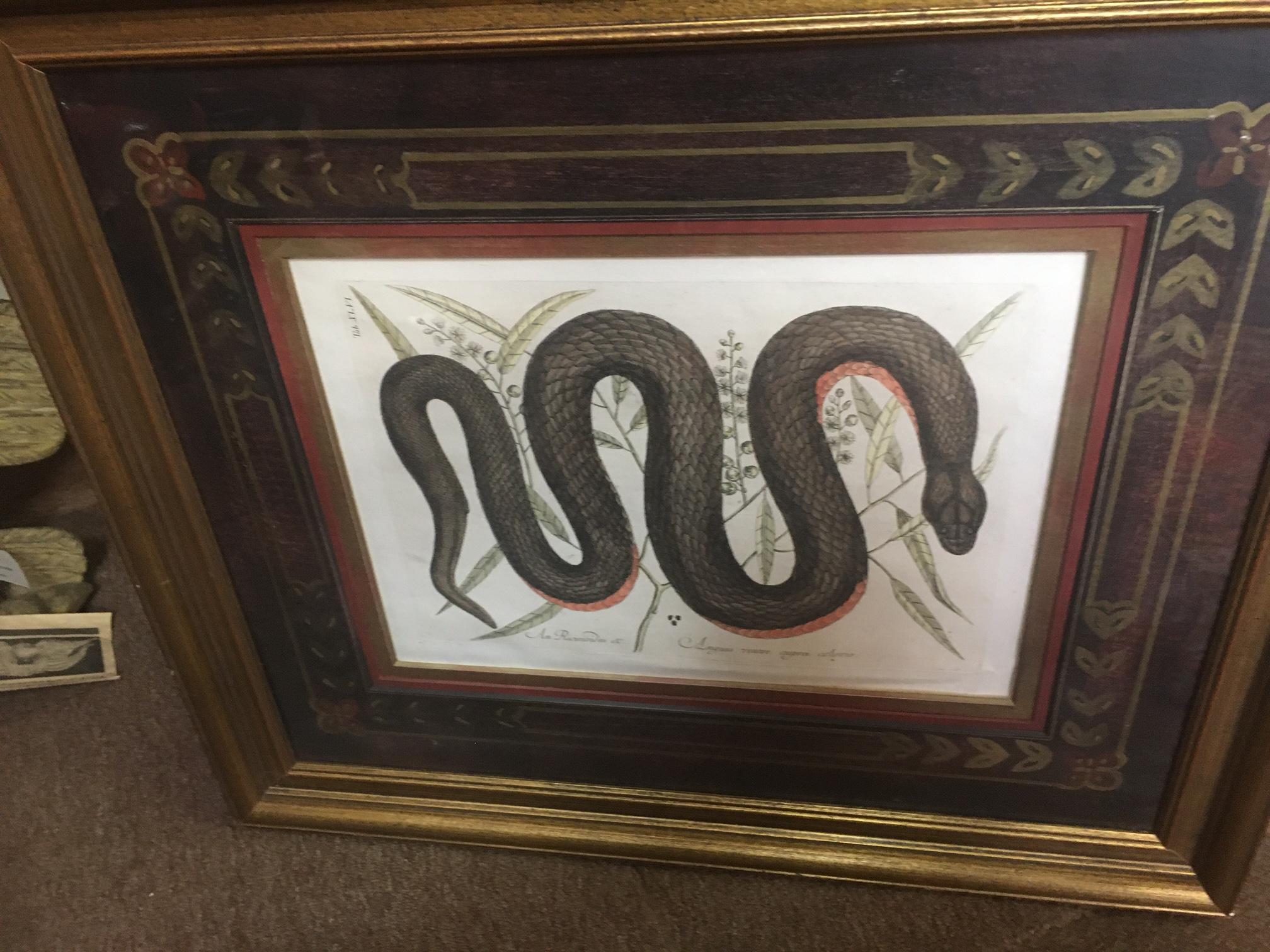 Etched Mark Catesby Framed Etching 1754, Vol. 2 Pl. 46, The Copper-bellied Snake For Sale