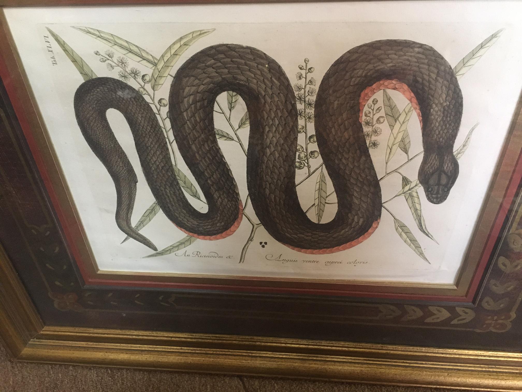 Mark Catesby Framed Etching 1754, Vol. 2 Pl. 46, The Copper-bellied Snake In Good Condition For Sale In Savannah, GA