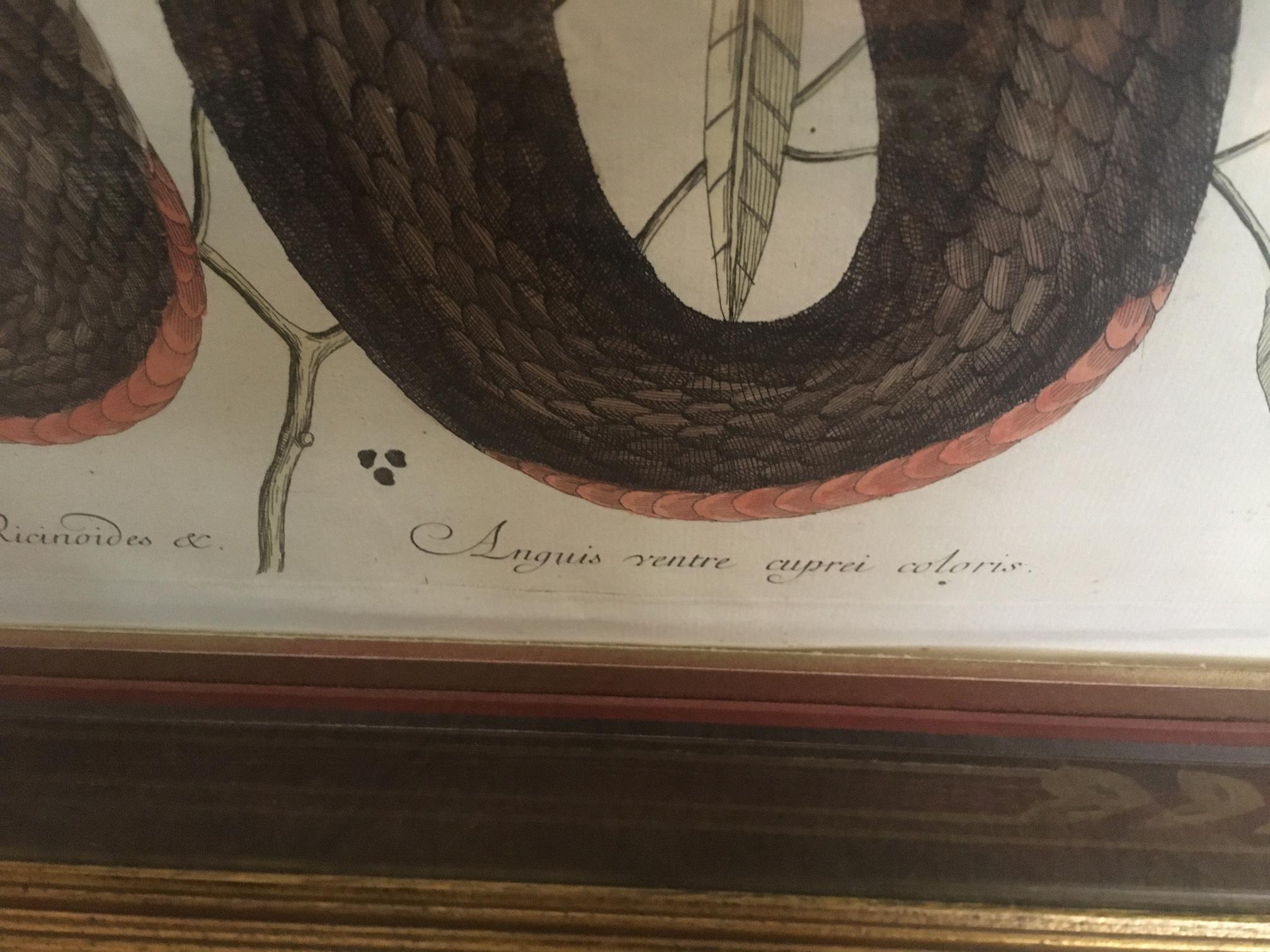 Mid-18th Century Mark Catesby Framed Etching 1754, Vol. 2 Pl. 46, The Copper-bellied Snake For Sale