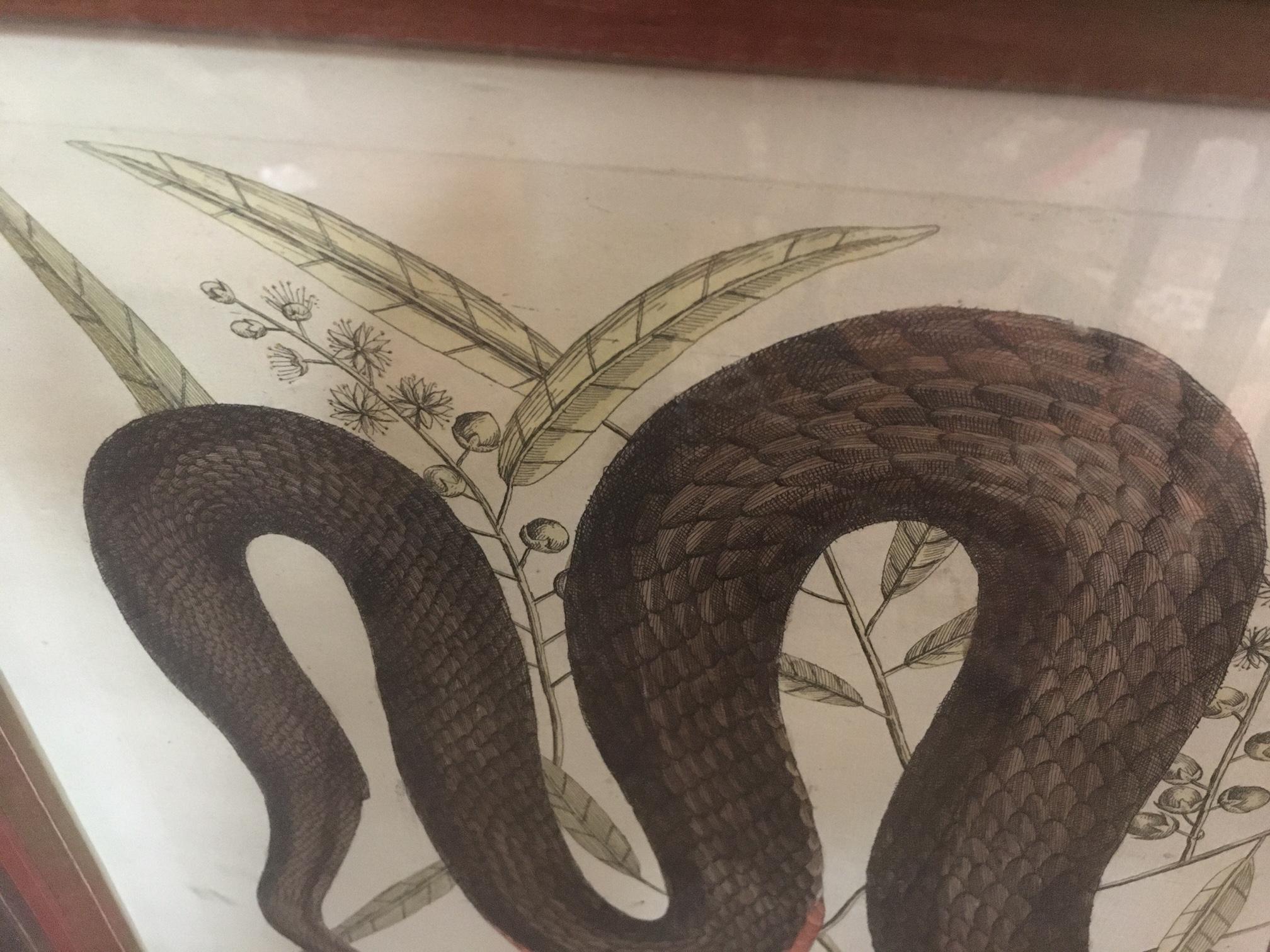 Glass Mark Catesby Framed Etching 1754, Vol. 2 Pl. 46, The Copper-bellied Snake For Sale