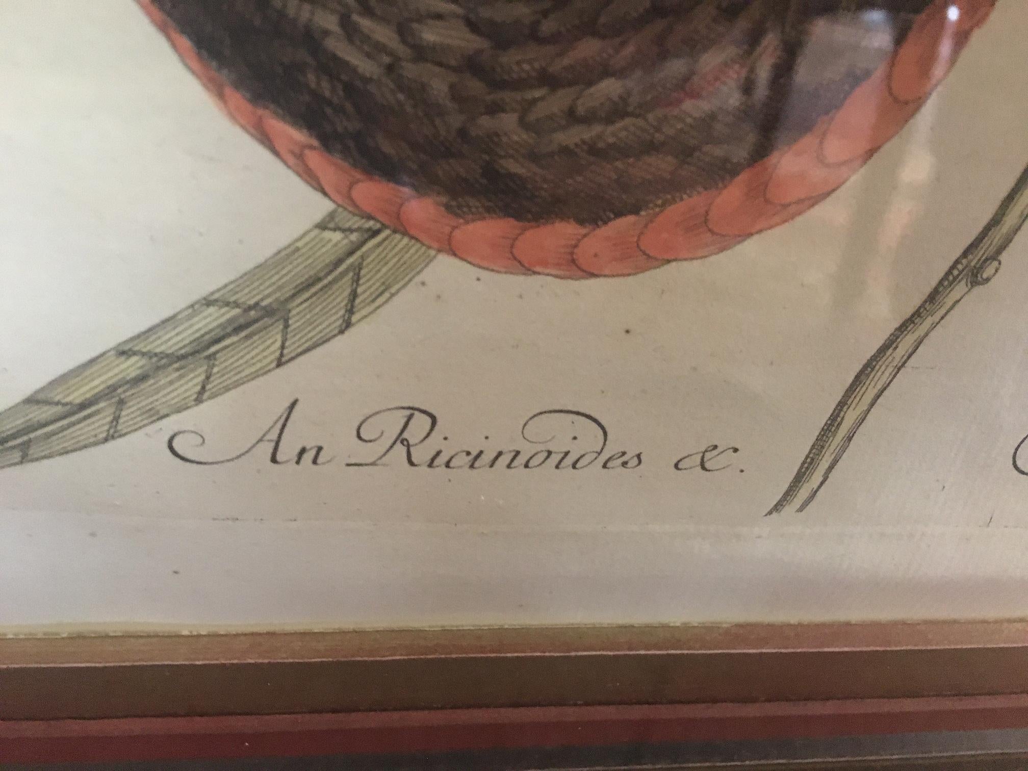 Mark Catesby Framed Etching 1754, Vol. 2 Pl. 46, The Copper-bellied Snake For Sale 1