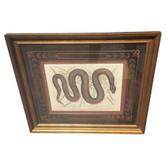 Mark Catesby Framed Etching 1754, Vol. 2 Pl. 46, The Copper-bellied Snake