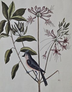 18th Century Catesby Hand-colored Bird & Plant Engraving "The Crested Titmous"