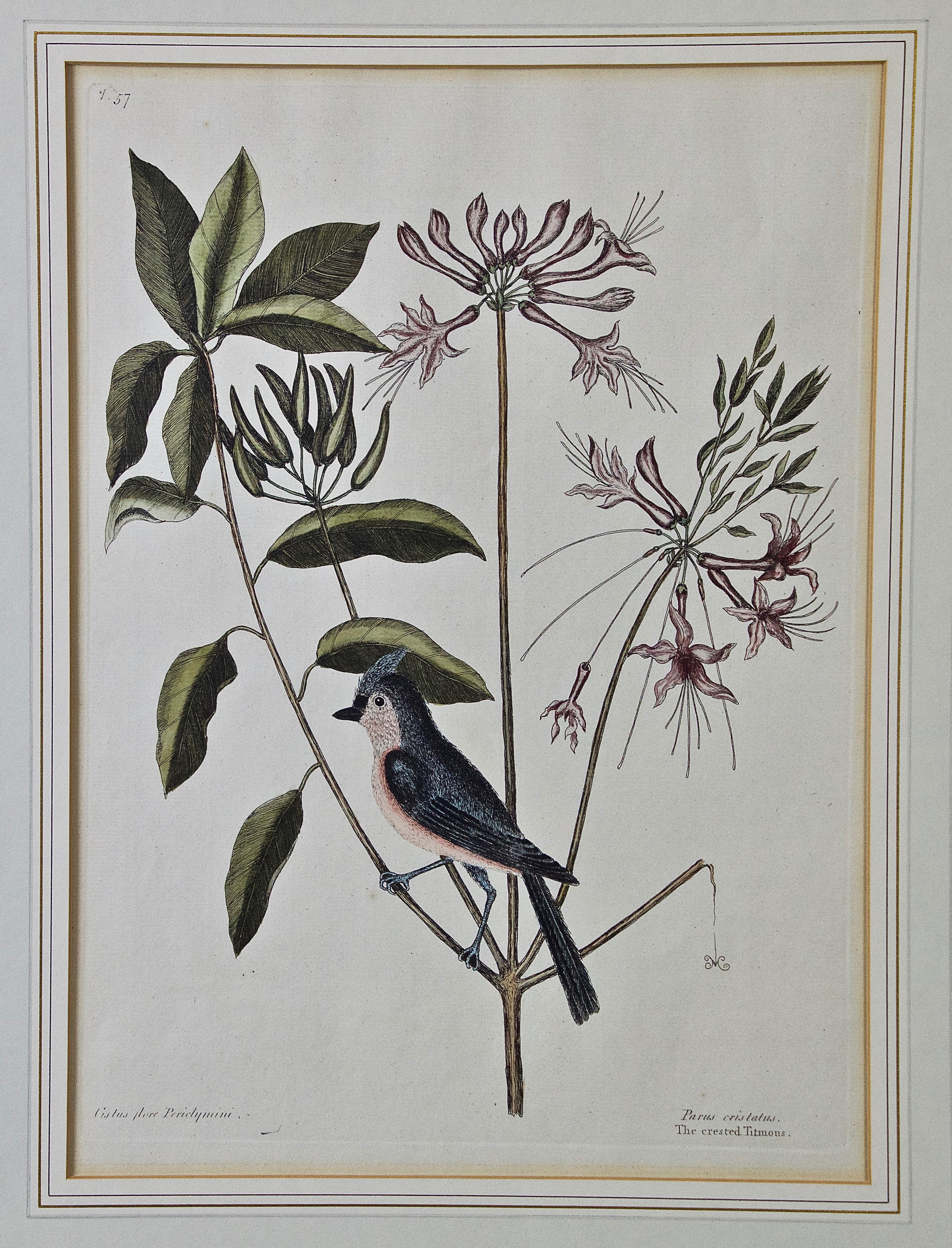 Mark Catesby Animal Print - 18th Century Catesby Hand-colored Bird & Plant Engraving "The Crested Titmous"