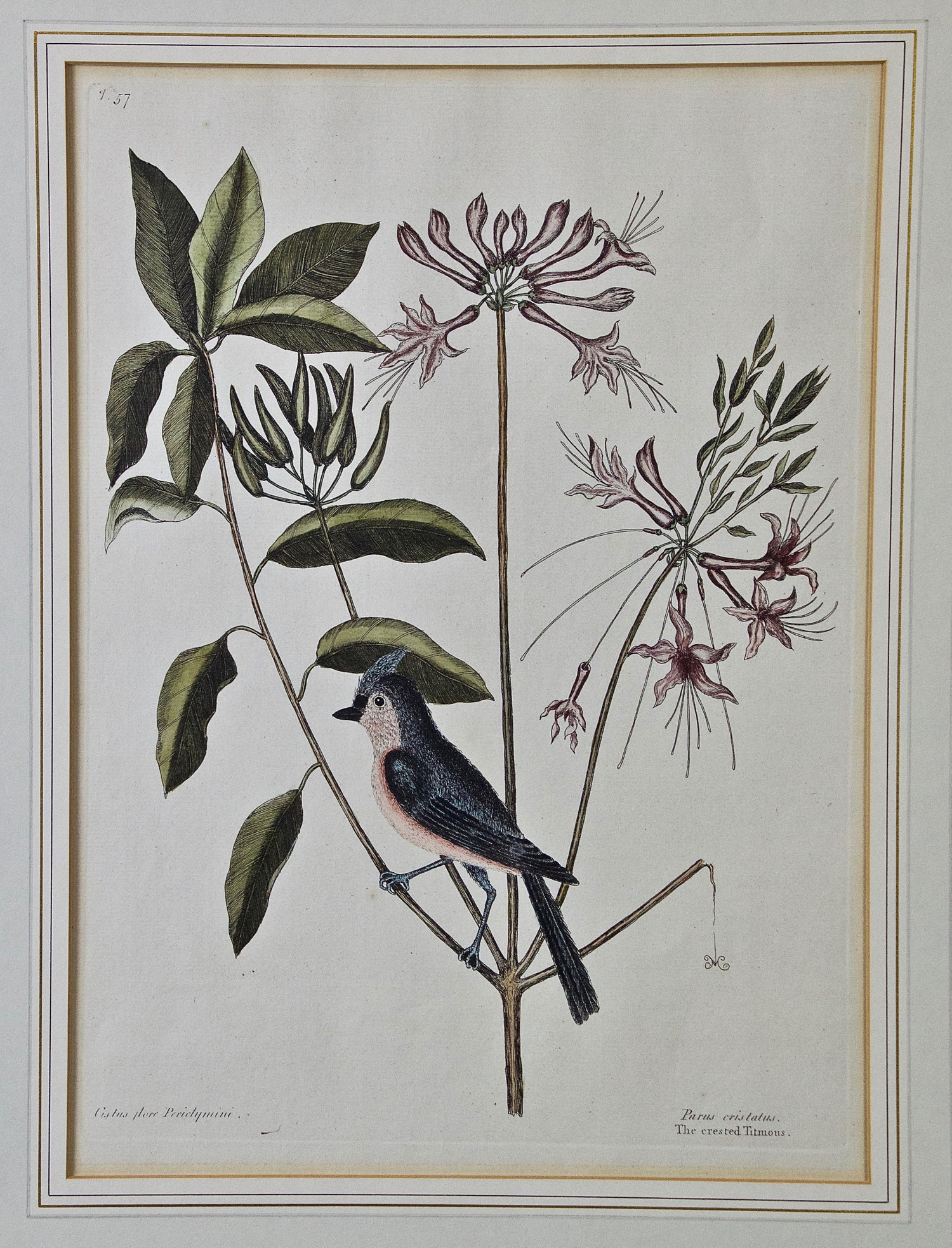 Mark Catesby Podicipes Grebe For Sale At 1stdibs A coloring book for all ages. 1stdibs