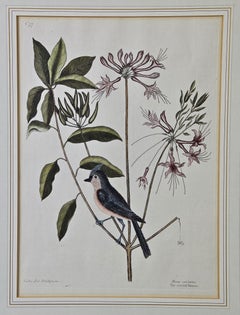 18. Jahrhundert Catesby handkolorierte Vogel- und Pflanzengravur „The Crested Titmous“