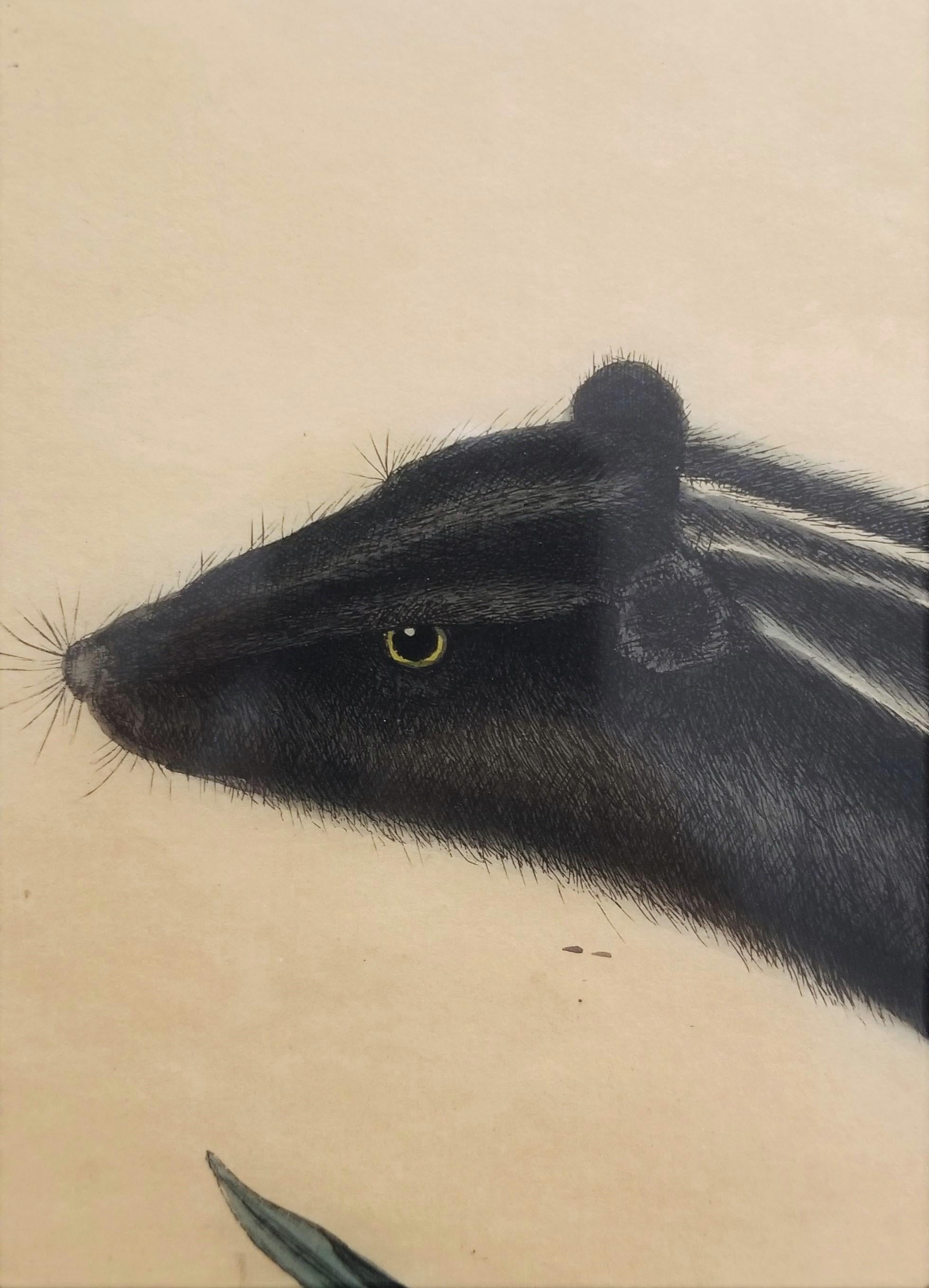 Putorius & Pseudo Phalangium (The Pole-Cat) (Skunk) /// Mark Catesby Animal Art For Sale 6