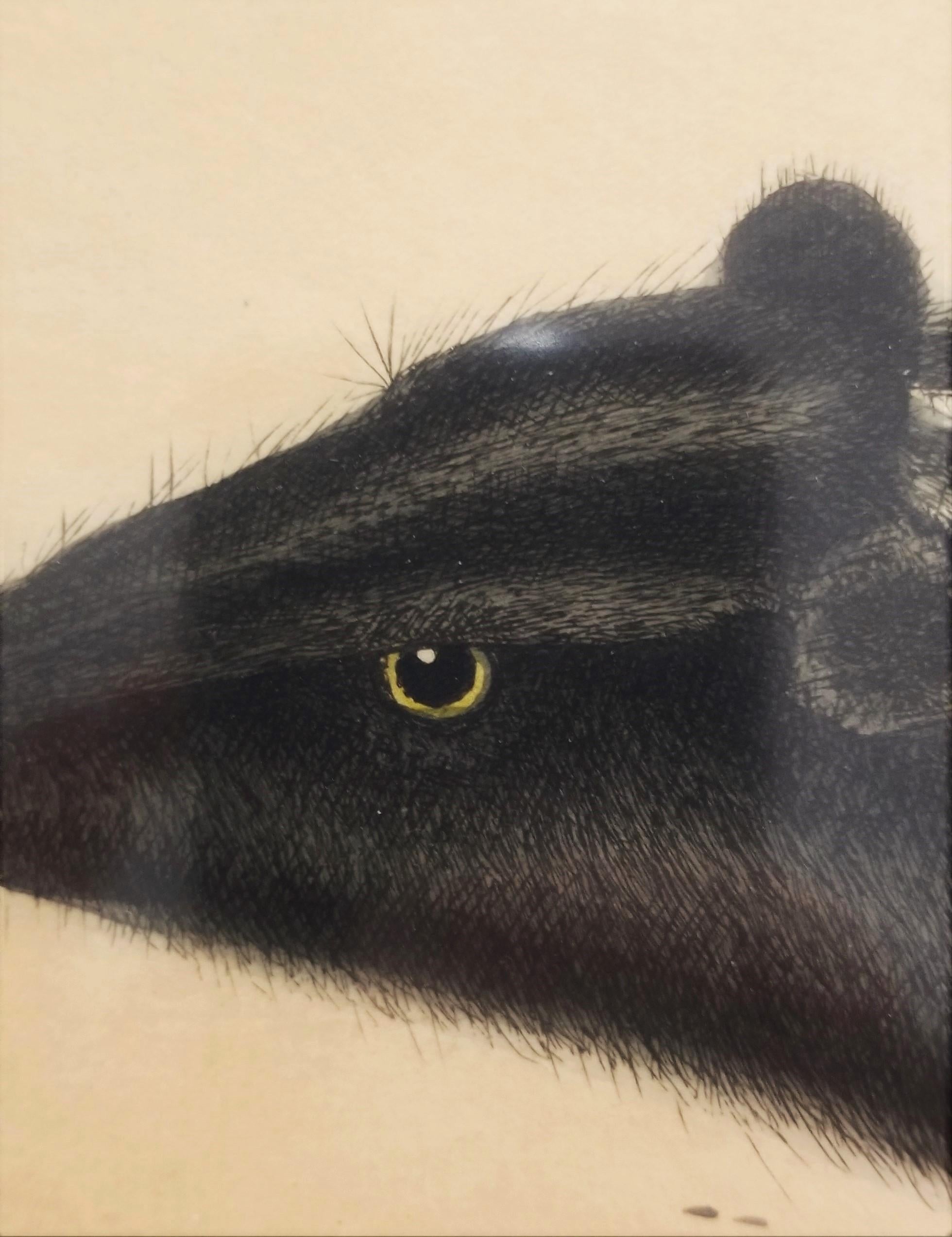 Putorius & Pseudo Phalangium (The Pole-Cat) (Skunk) /// Mark Catesby Animal Art For Sale 7