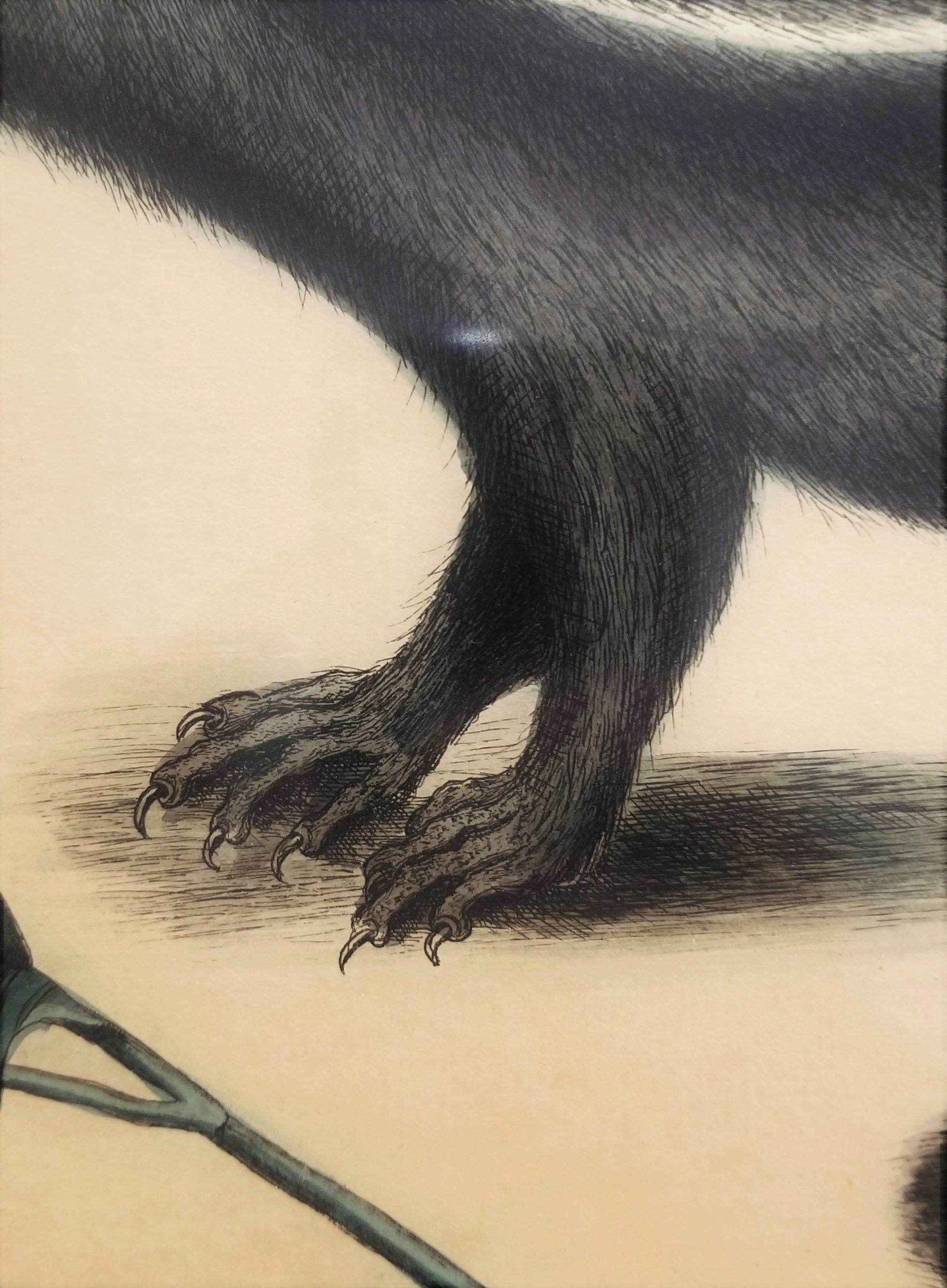 Putorius & Pseudo Phalangium (The Pole-Cat) (Skunk) /// Mark Catesby Animal Art For Sale 10