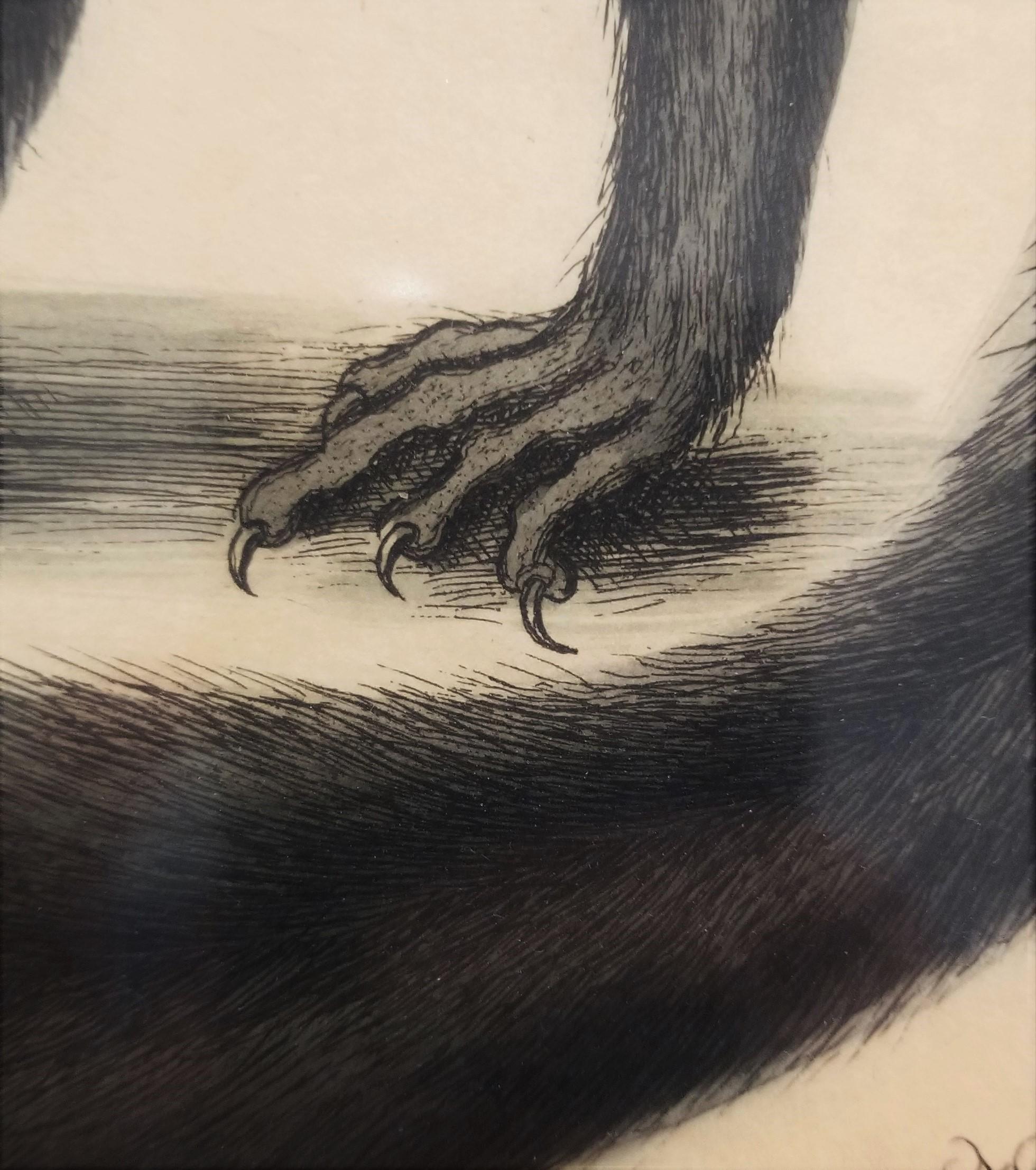 Putorius & Pseudo Phalangium (The Pole-Cat) (Skunk) /// Mark Catesby Animal Art For Sale 10
