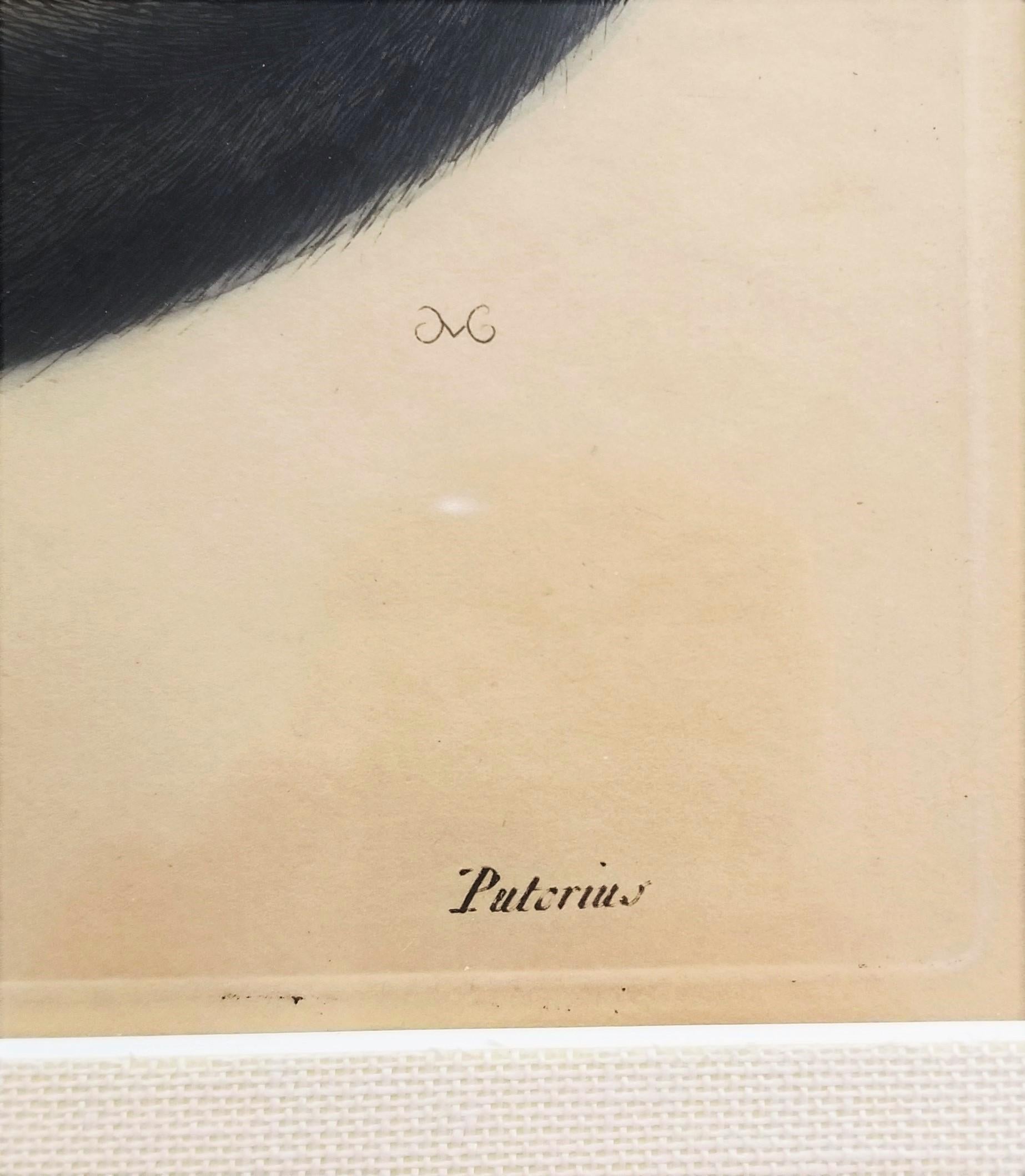 Putorius & Pseudo Phalangium (The Pole-Cat) (Skunk) /// Mark Catesby Animal Art For Sale 13