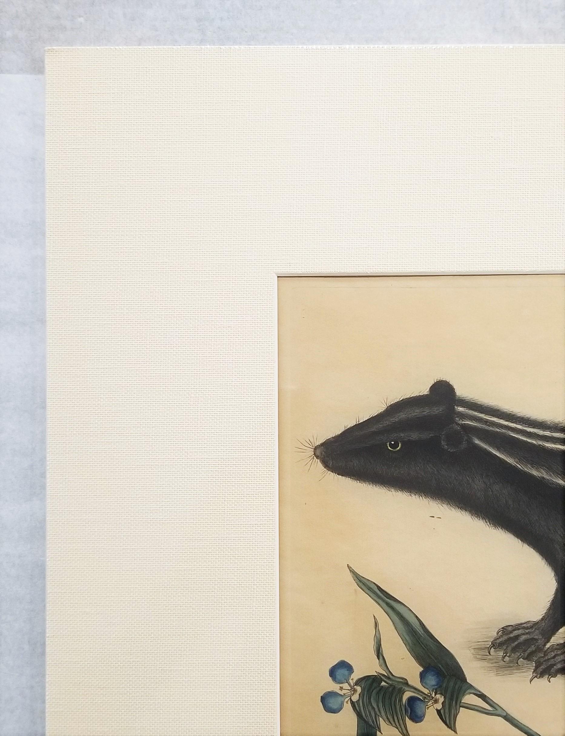 Putorius & Pseudo Phalangium (The Pole-Cat) (Skunk) /// Mark Catesby Animal Art For Sale 1