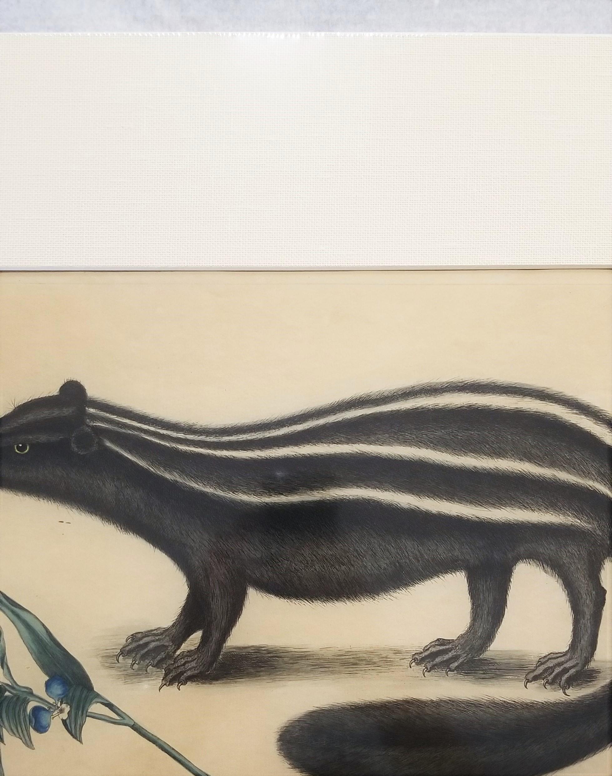Putorius & Pseudo Phalangium (The Pole-Cat) (Skunk) /// Mark Catesby Animal Art For Sale 4