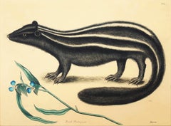 Putorius & Pseudo Phalangium (The Pole-Cat) (Skunk)
